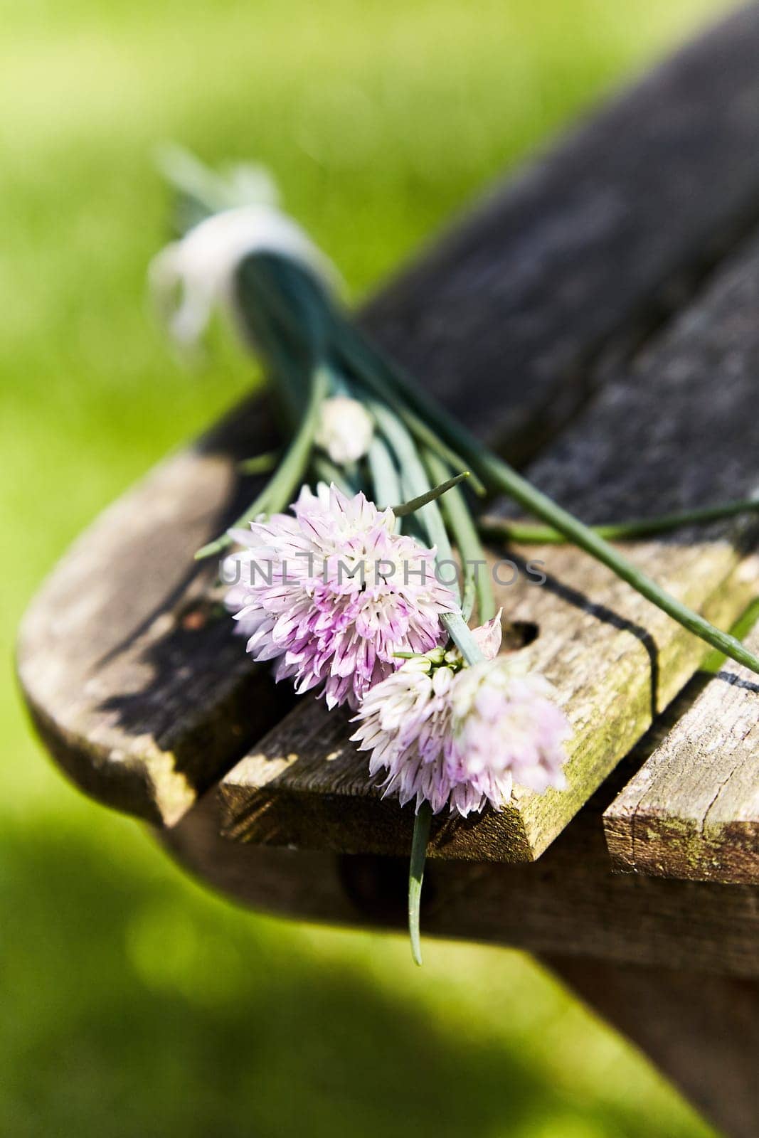 Bunch of purple onion flowers on the edge of an old wooden bench in selective focus