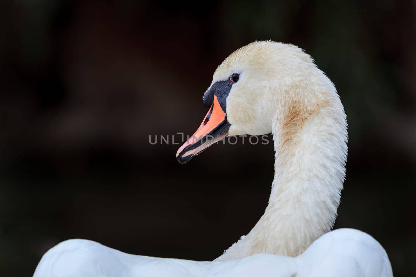 white swan in the Danube Delta, Romania