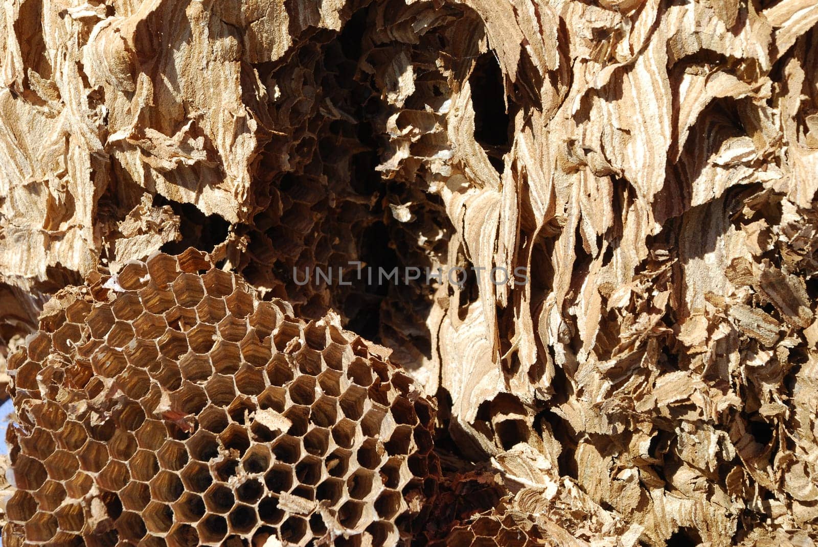 Hornet net insects die biodiversity vespa crabro hexagon petition Hornissennest