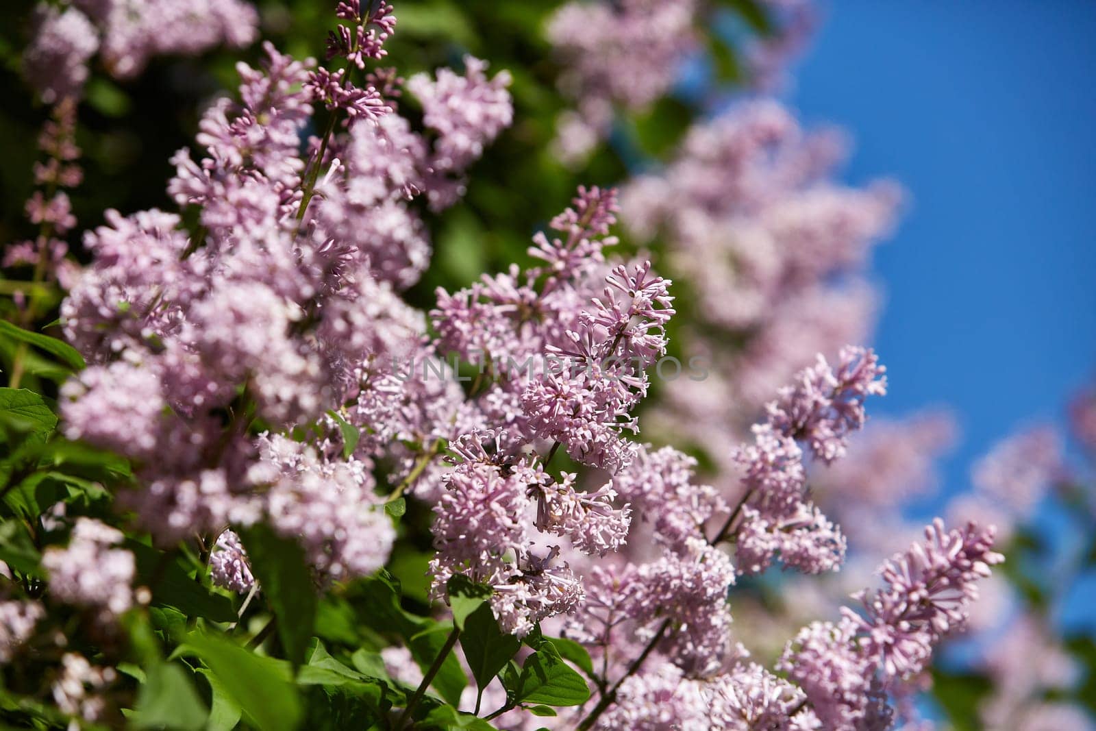 Blooming lilac bush (Syringa ) in spring time. Lilac flowers on background of blue clean sky. Spring background. Design element for greeting card ( Mother's Day, Women's Day, Easter)