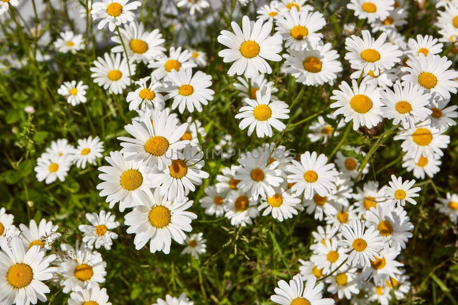 Blooming camomiles flowers in spring time. flowers background. Spring (summer) background. Design element for greeting card ( Mother's Day, Women's Day, Easter)