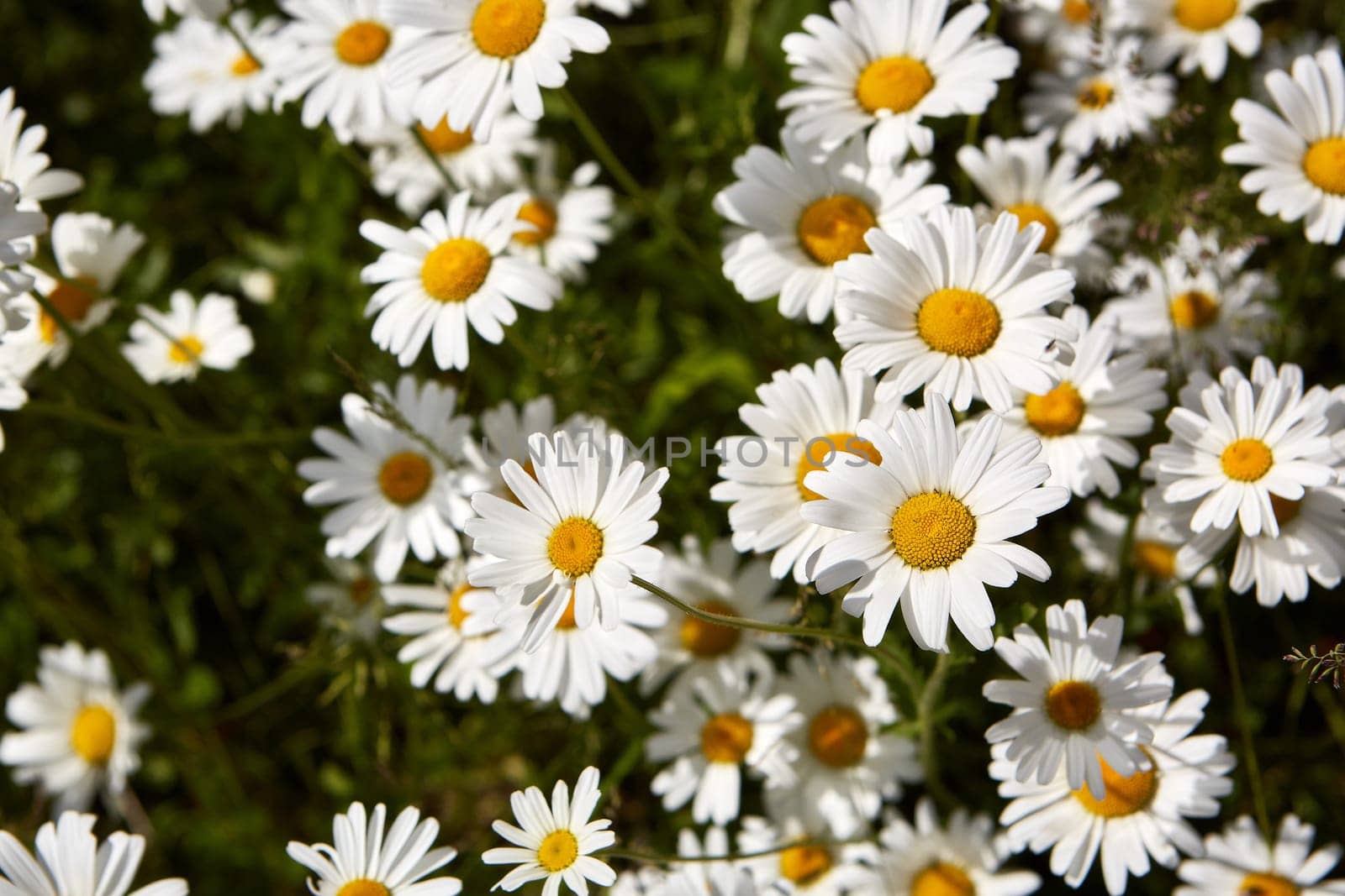 Blooming camomiles flowers in spring time. flowers background. Spring (summer) background. Design element for greeting card ( Mother's Day, Women's Day, Easter)