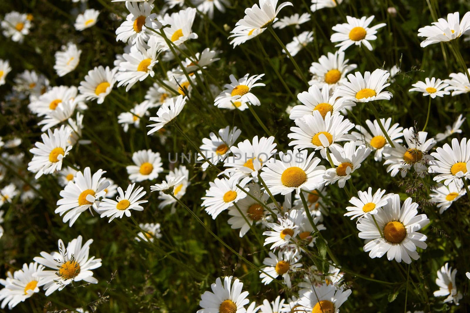 Blooming camomiles flowers in spring time. flowers background. Spring (summer) background. Design element for greeting card ( Mother's Day, Women's Day, Easter)