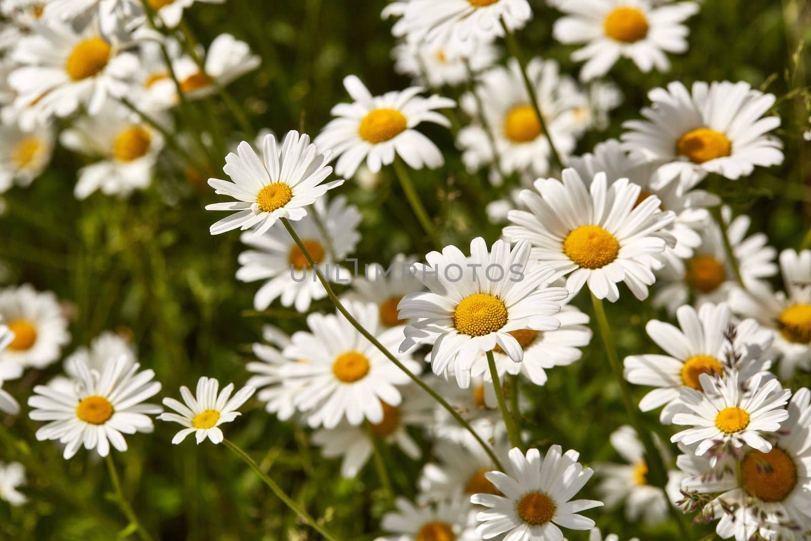 Blooming camomiles flowers in spring time. flowers background. Spring (summer) background. Design element for greeting card ( Mother's Day, Women's Day, Easter)