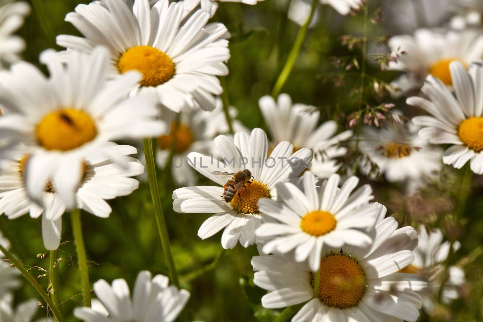 Blooming camomiles flowers in spring time. flowers background. Spring (summer) background. Design element for greeting card ( Mother's Day, Women's Day, Easter)