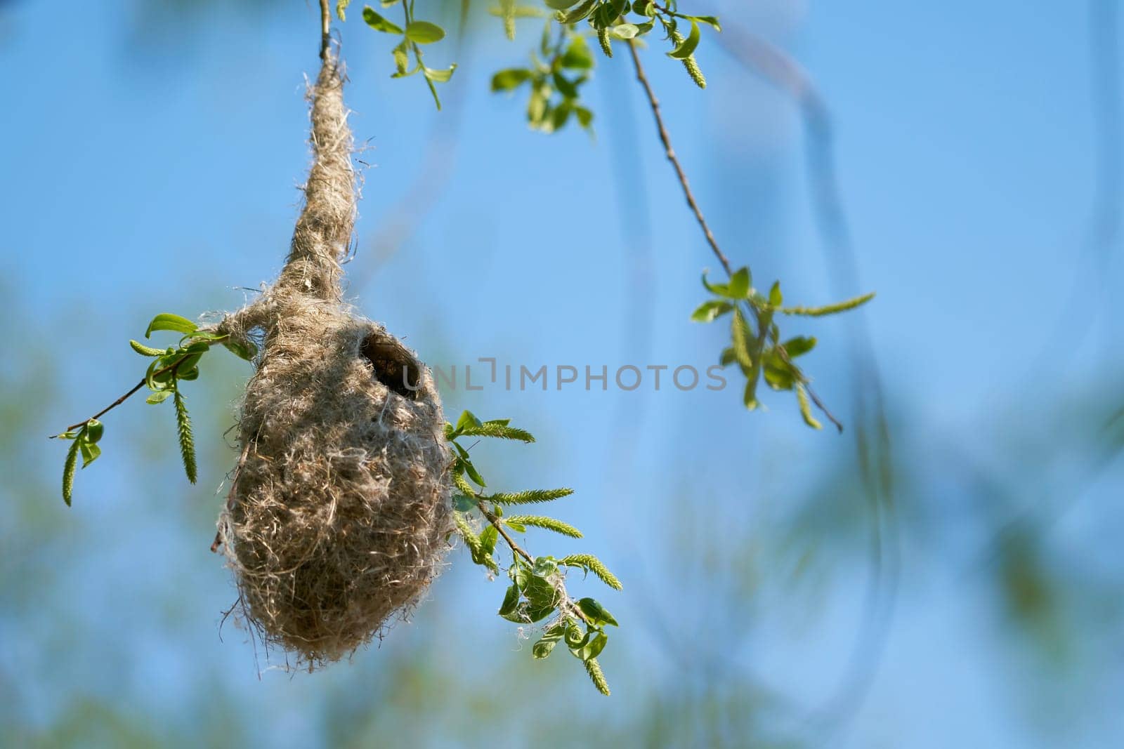 Nest of a Penduline Tit (Remiz pendulinus) in spring in a nature reserve near Magdeburg in Germany
