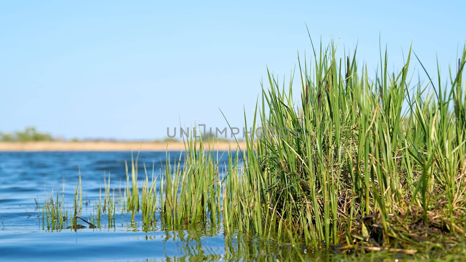 Grass (sedge) on the shore of a lake in a nature reserve near Magdeburg