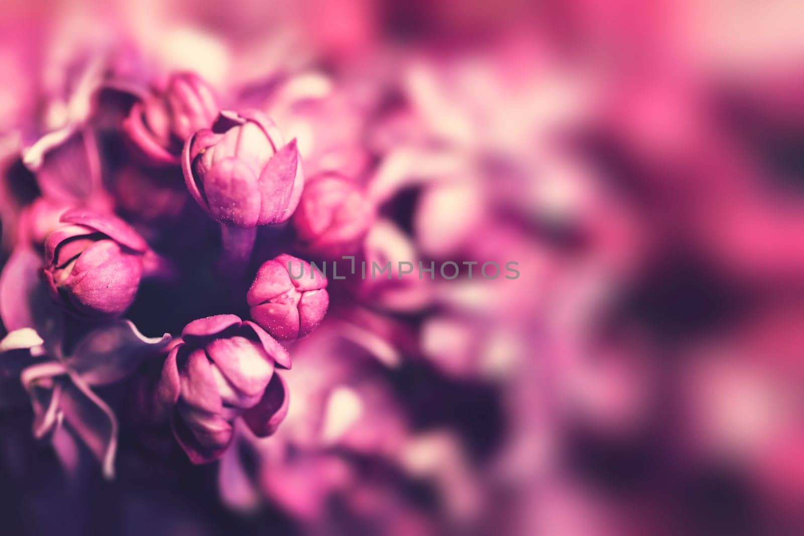 Purple lilac flowers background