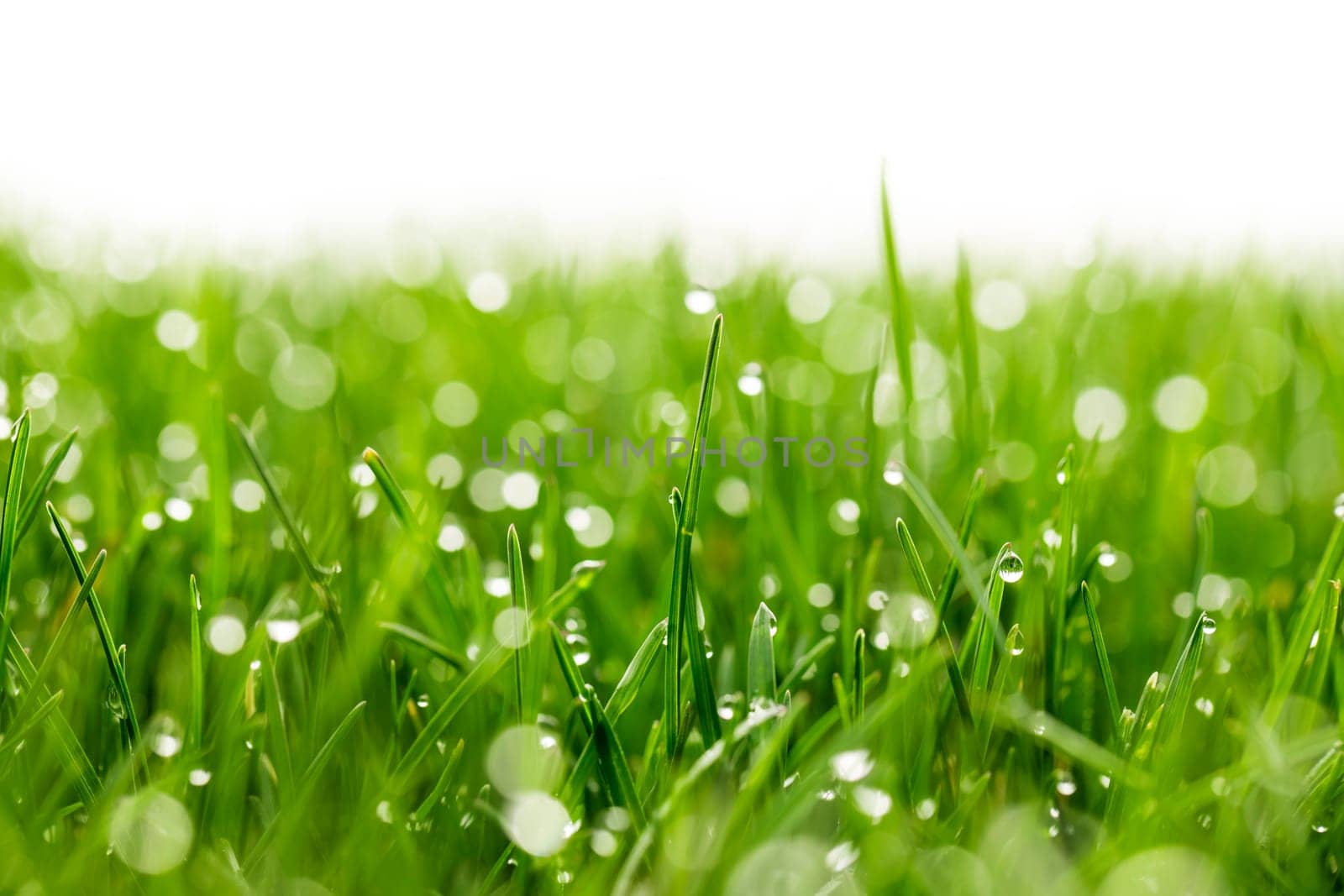 green grass with water drops in sunlight