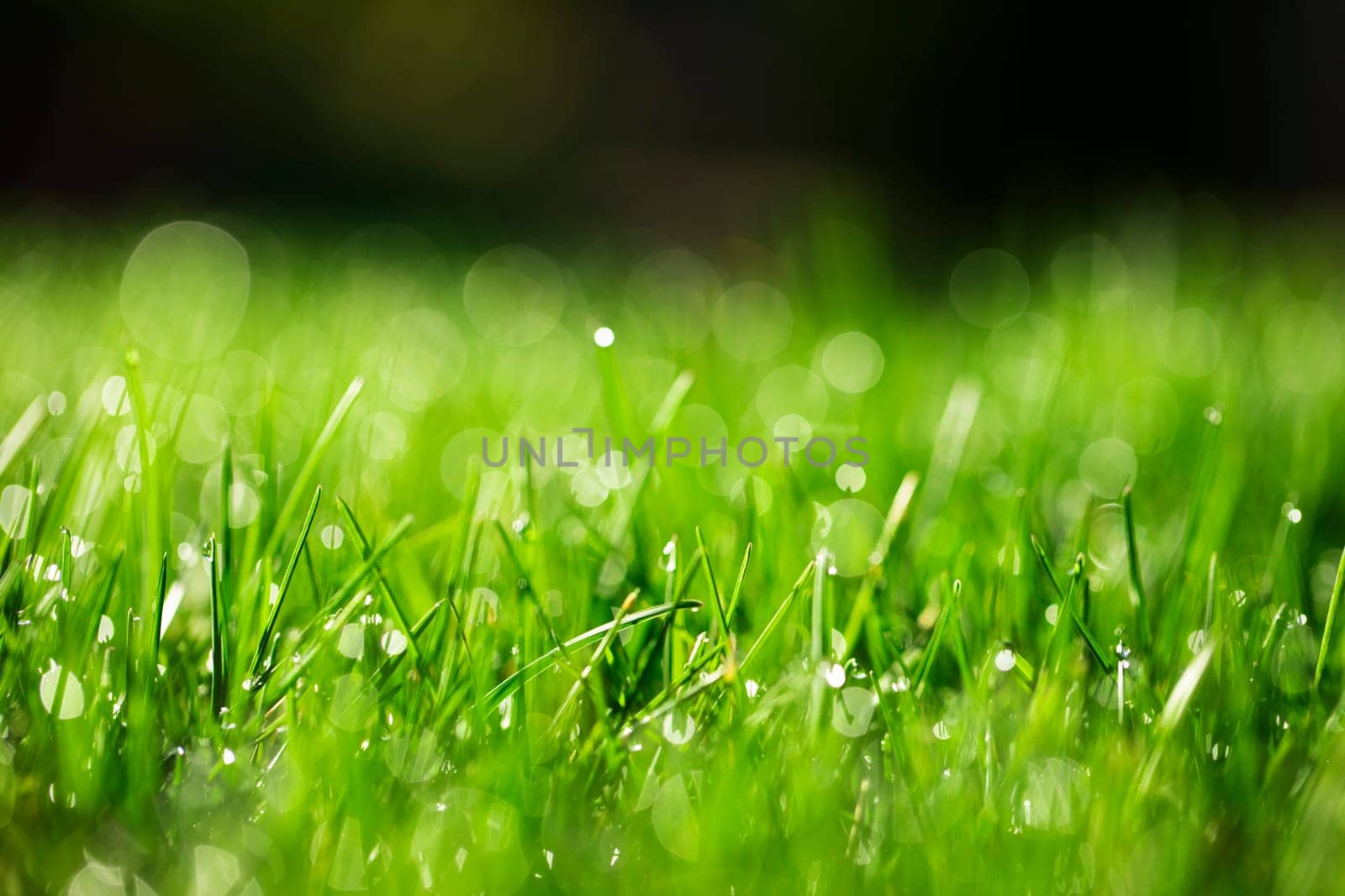 green grass with water drops in sunlight
