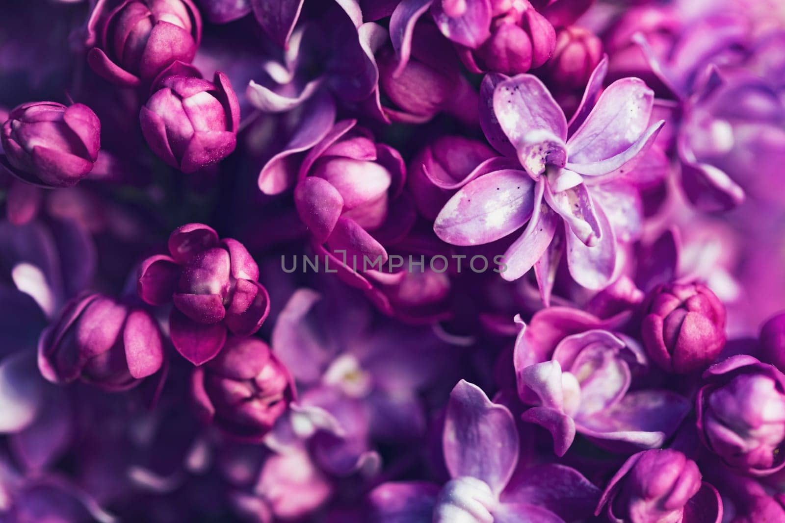 Purple lilac flowers background