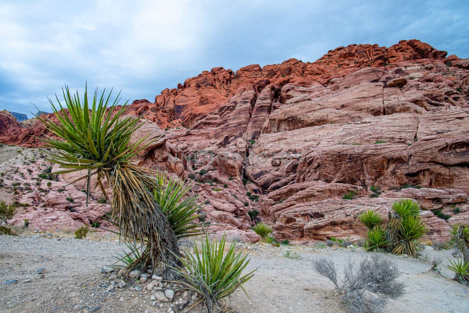 The Red Rock Canyon National Conservation Area near Las Vegas, Nevada