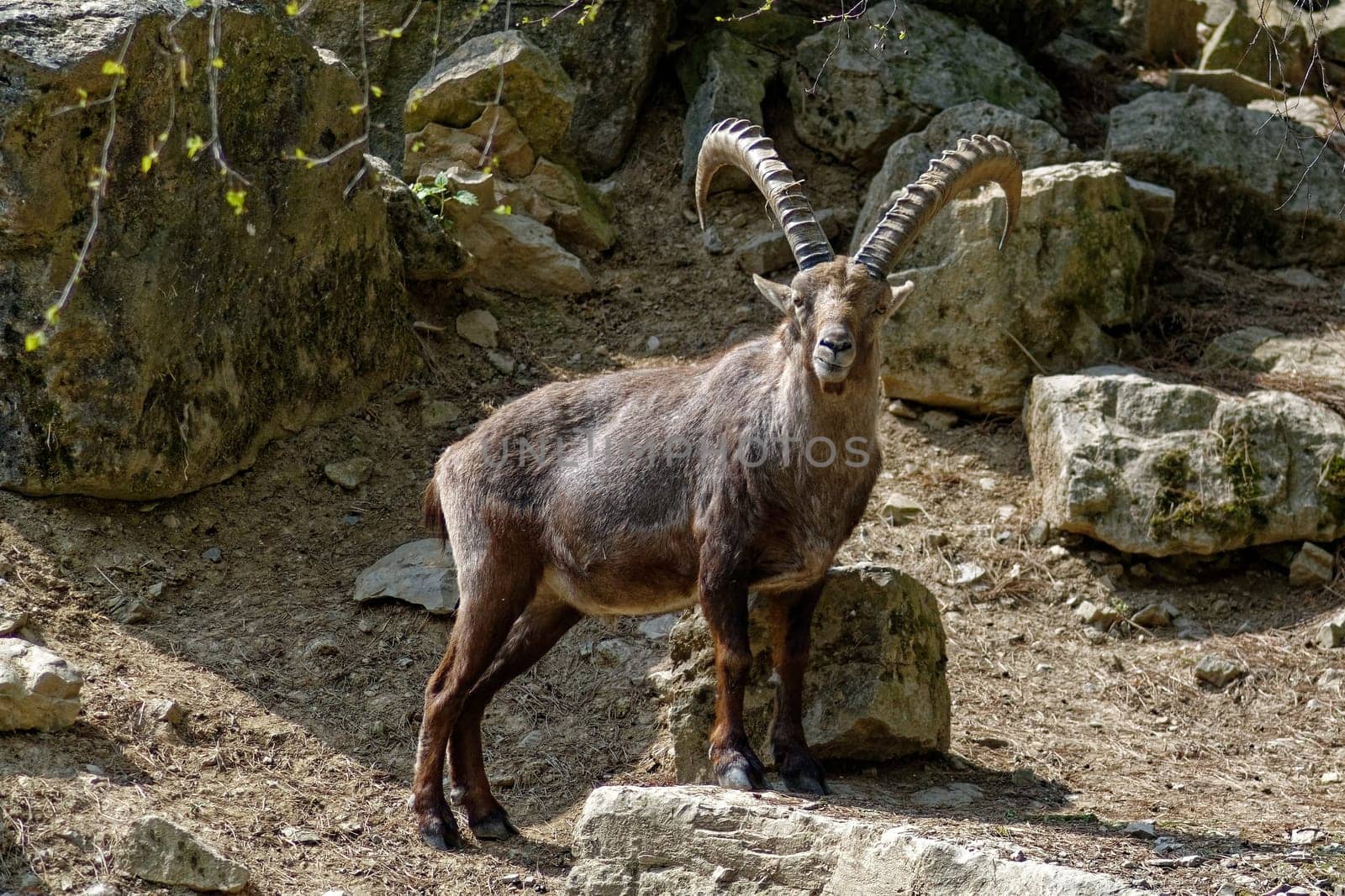 Alpine Ibex