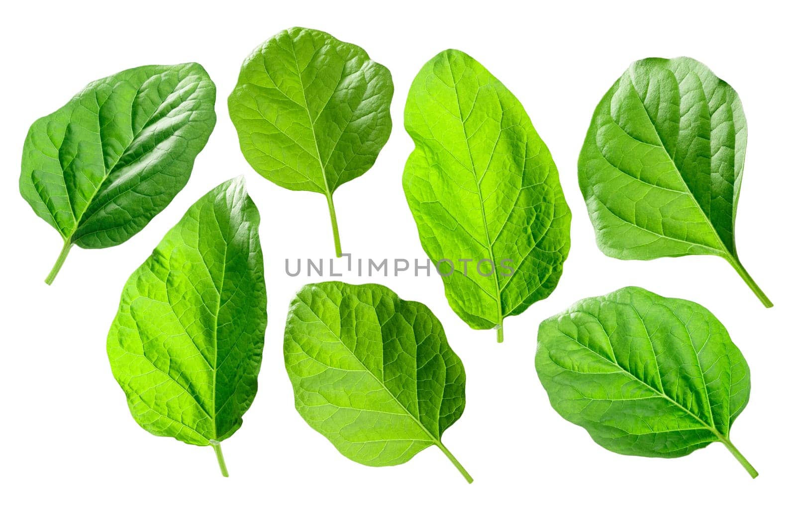 Eggplant, aubergine or brinjal leaves (Solanum melongena foliage)