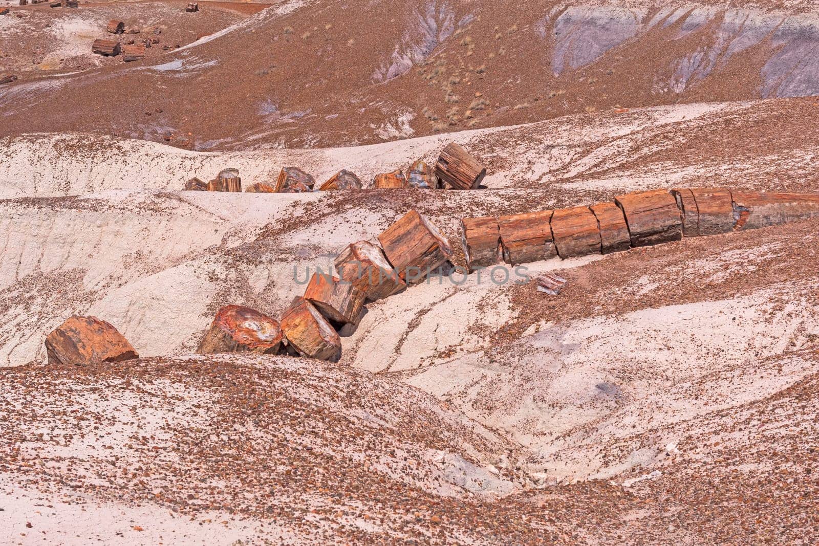 Petrified Log Emerging from the Badlands in Petrified Forest National Park in Arizona