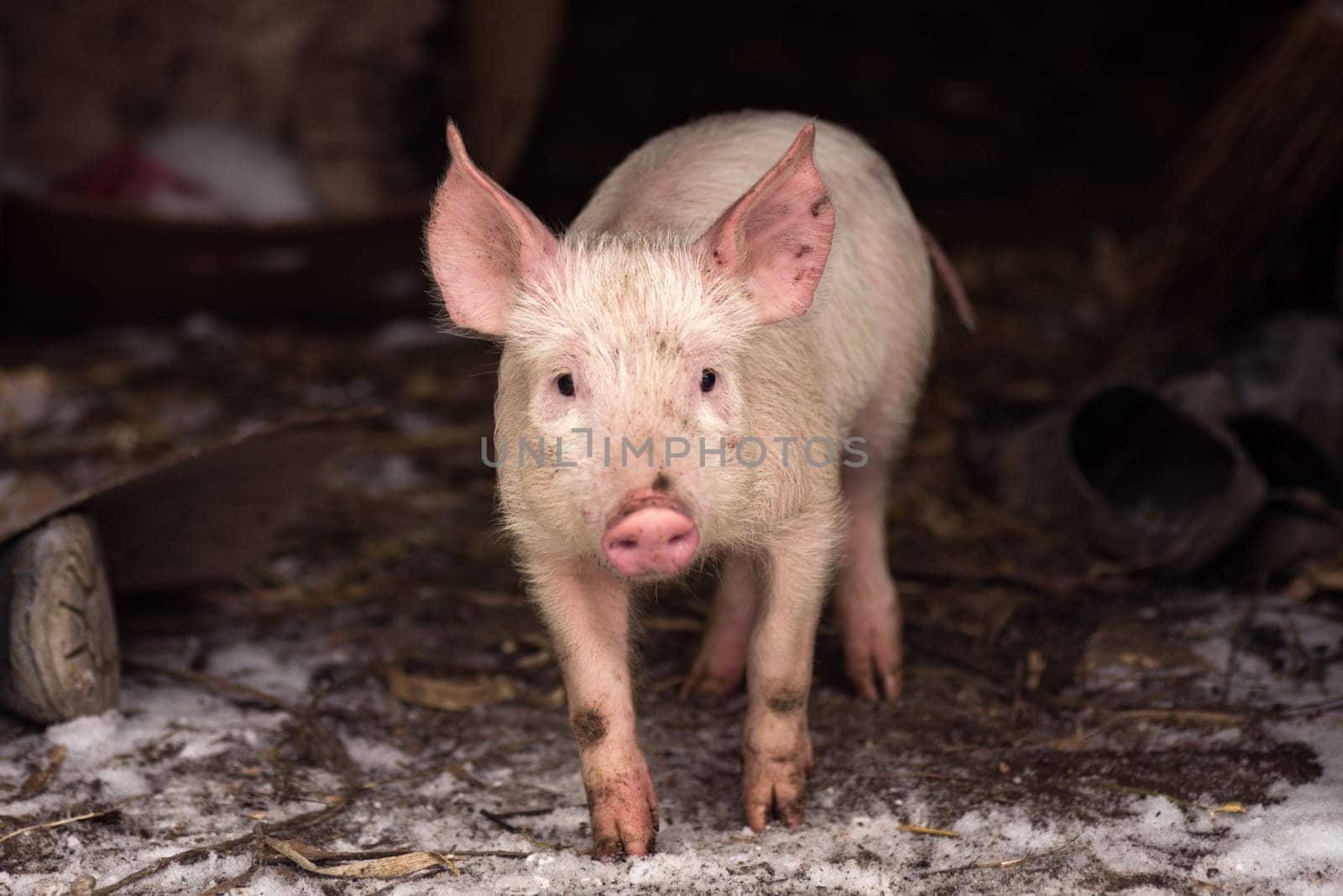 The little young domestic pig is standing on dirty poor rural scene background.
