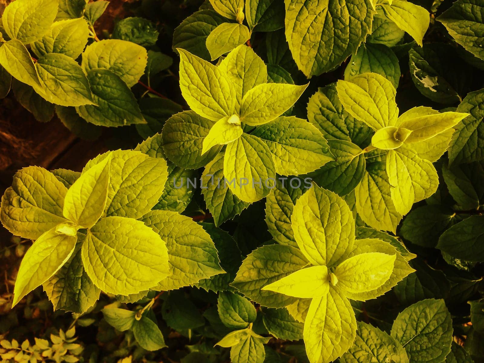 Jasmine flower surrounded by green leaves. It has strong green tone with bright color on it.