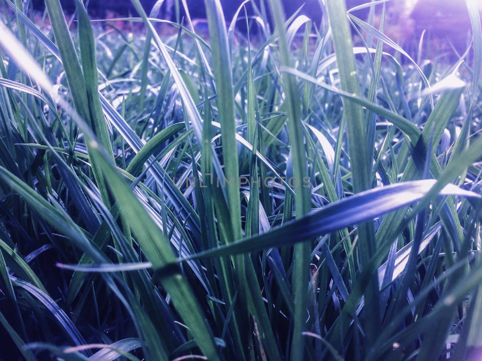Grass background. Morning dew on grass. Out of focus light blurred background. Close up of fresh green grass with water drops in the early morning.