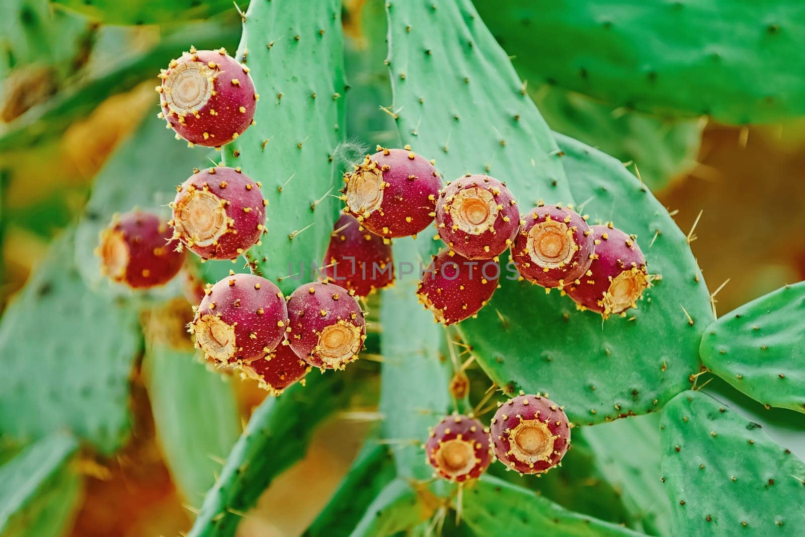 Opuntia, commonly called prickly pear, with fruits