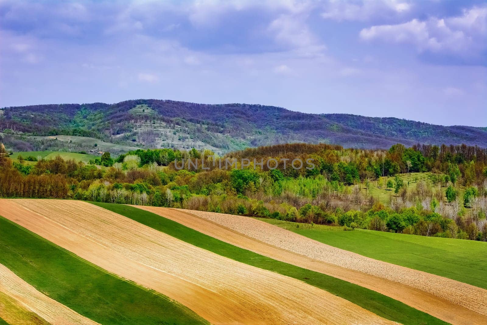Agricultural fields in Carpathian mountains, Romania
