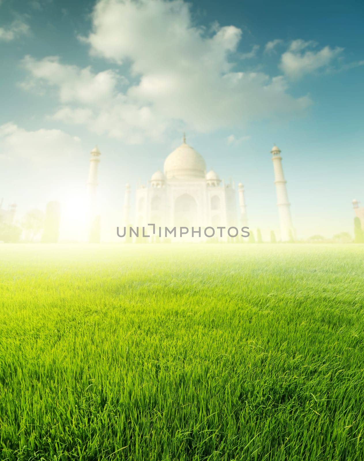 Paddy rice fields with Taj Mahal as background in sunrise.