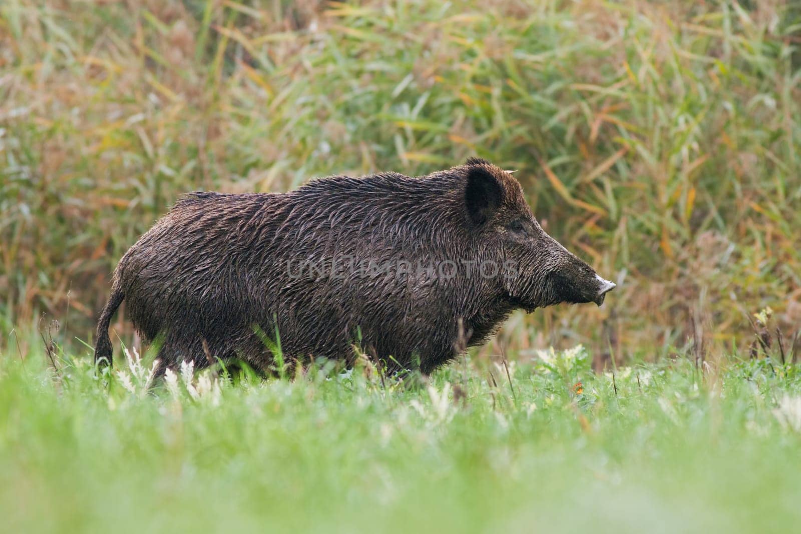 Side view of adult wild boar, sus scrofa, standing on a meadow in green grass in summer with blurred background. Low angle view of wild animal in nature.