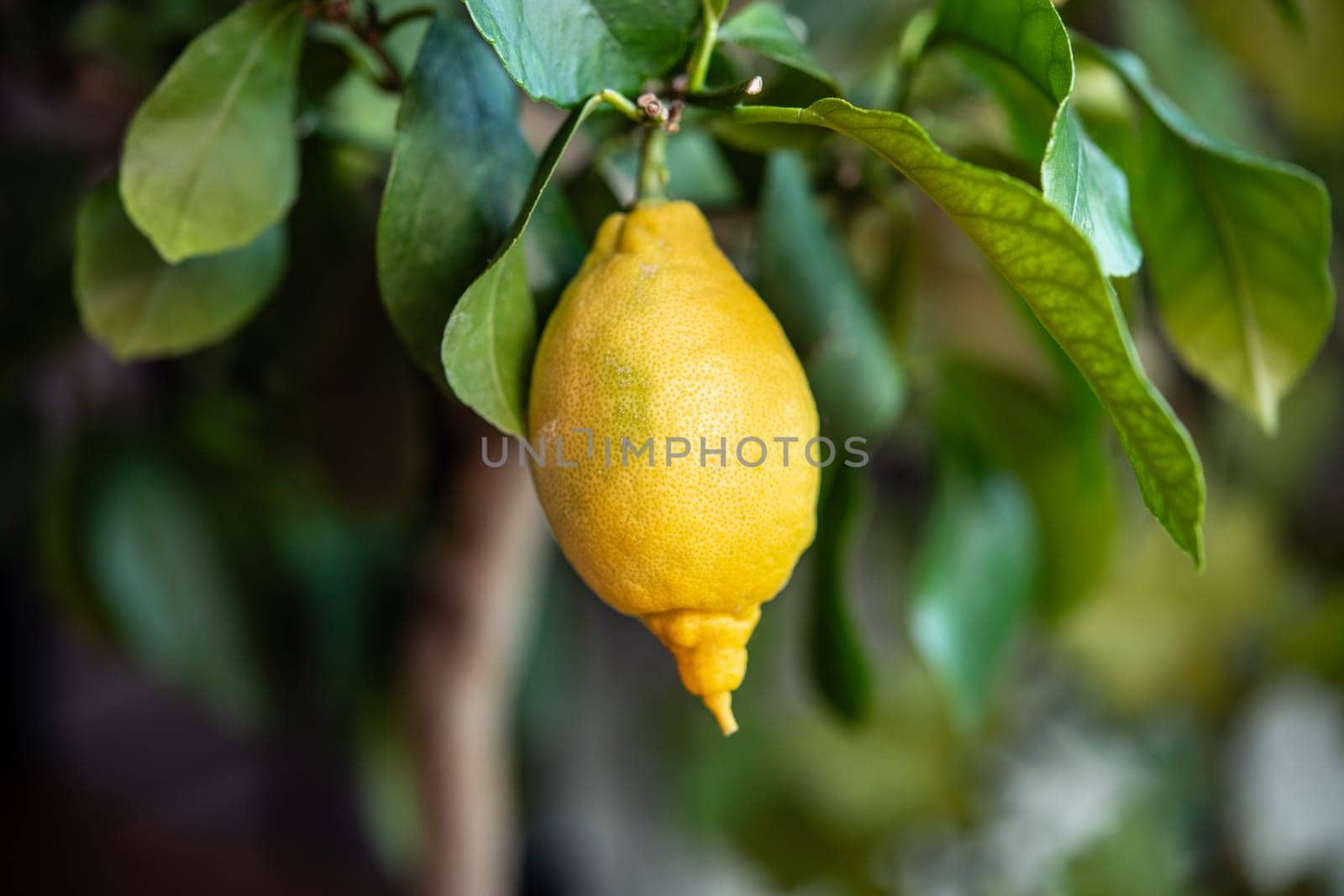 yellow lemon on tree with green leaves