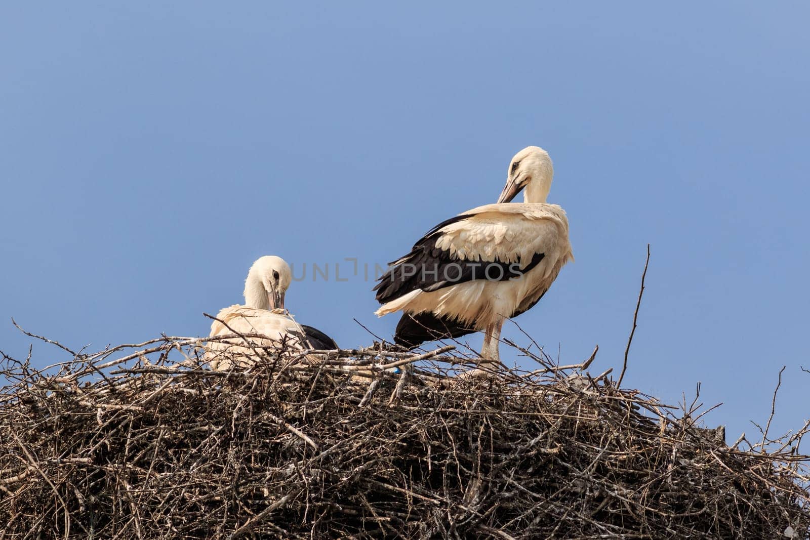 details with two white storks on nest, Romania