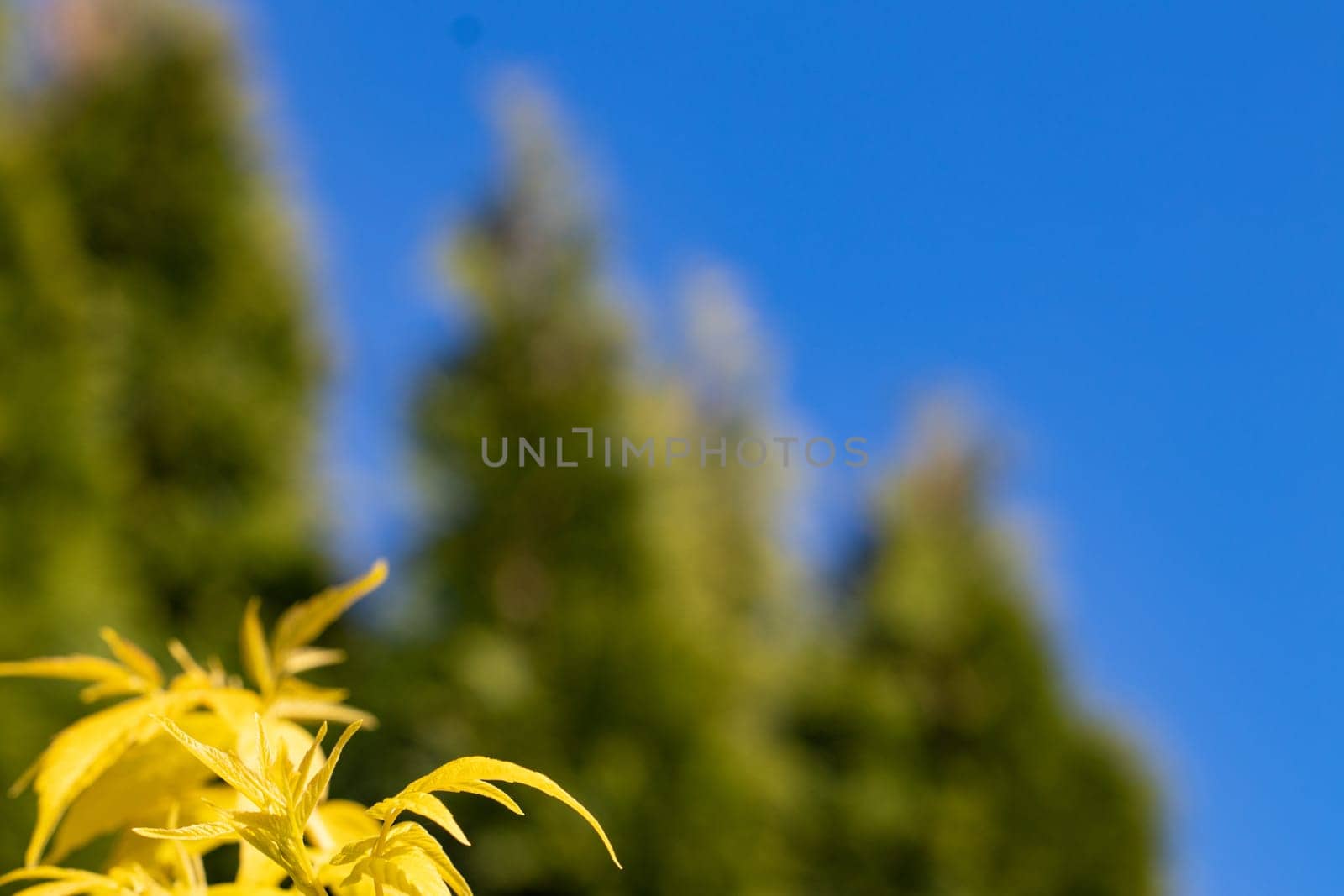 Gold or yellow Maple. Closeup of a detail from a Japanese Gold Maple with bright yellow leaves in the spring in front of blurred natural green thuja firs and blue sky. Card concept. Macro.