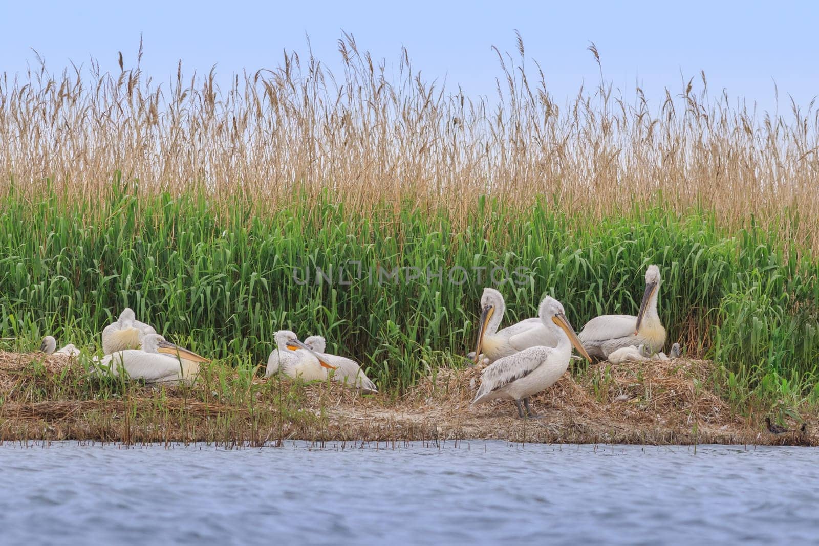 dalmatian pelicans (pelecanus crispus) in Danube Delta, Romania