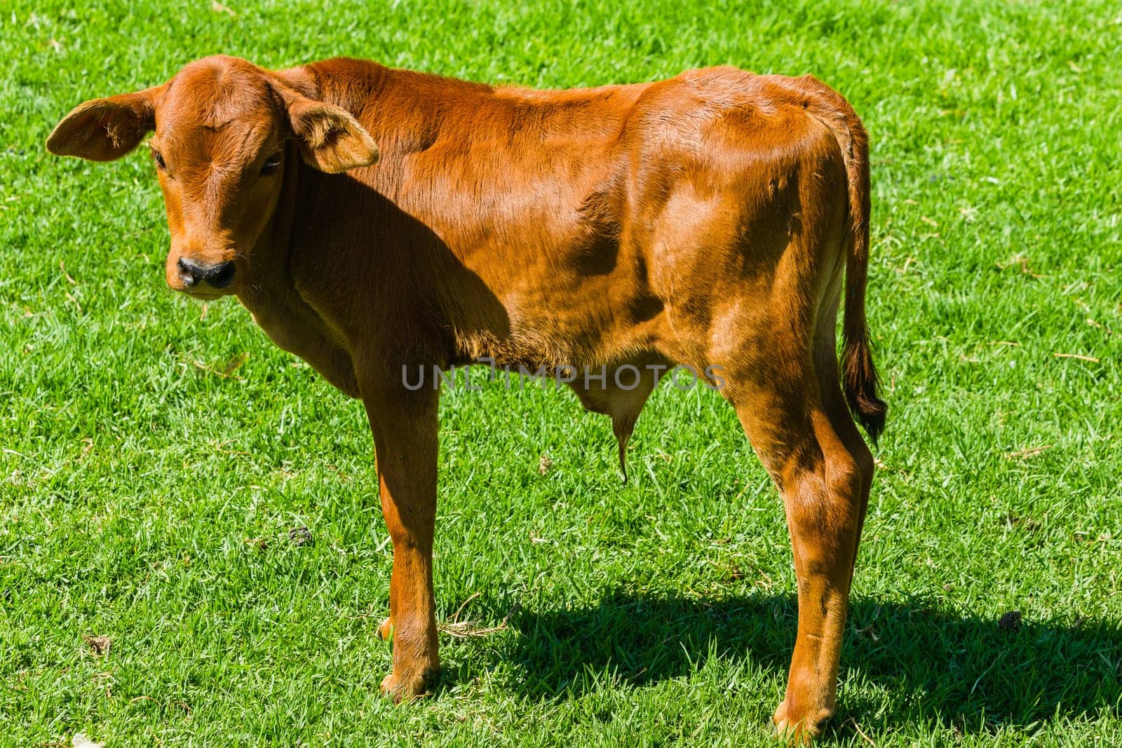 Cattle animals calf new born beef stock animals in safety pen closeup farm summer landscape.