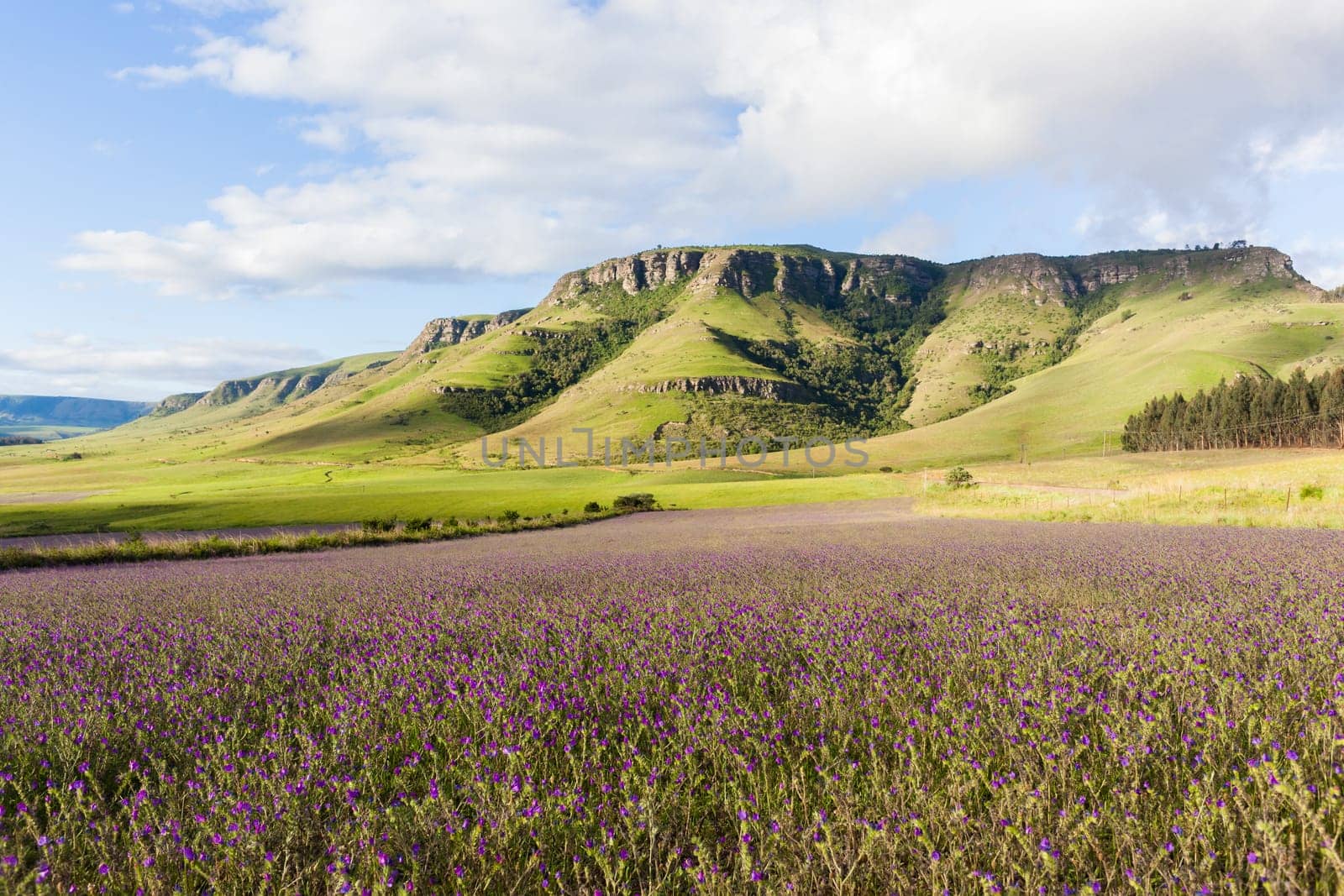 Farming Lavender crops field in scenic summer mountains landscape