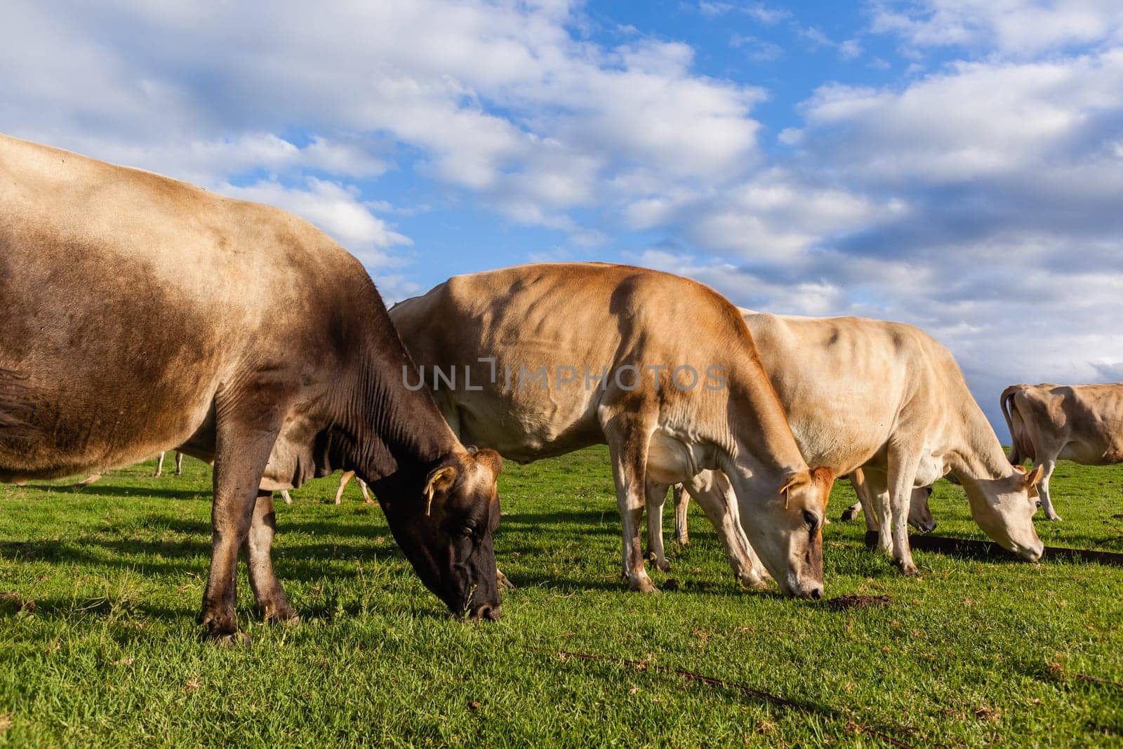 Cattle dairy animals closeup herd farming summer green fields.