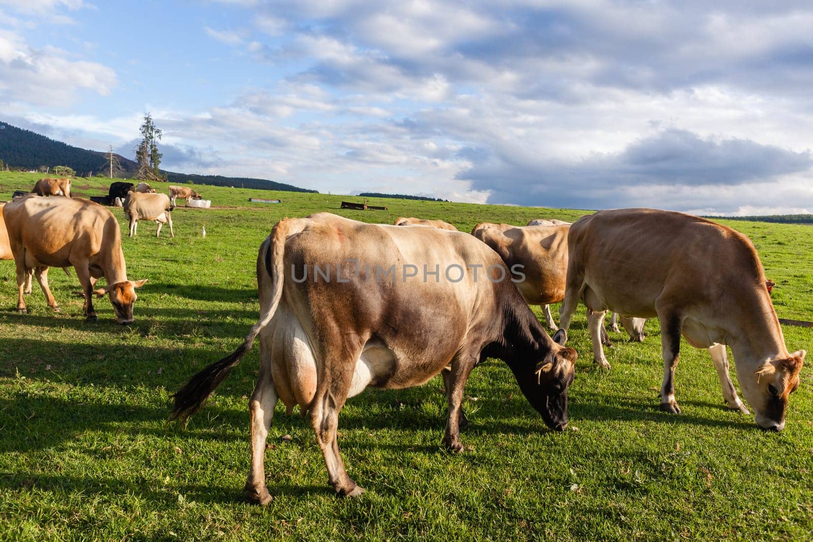 Agriculture Dairy farm jersey cows animals in summer grass field mountain landscape.