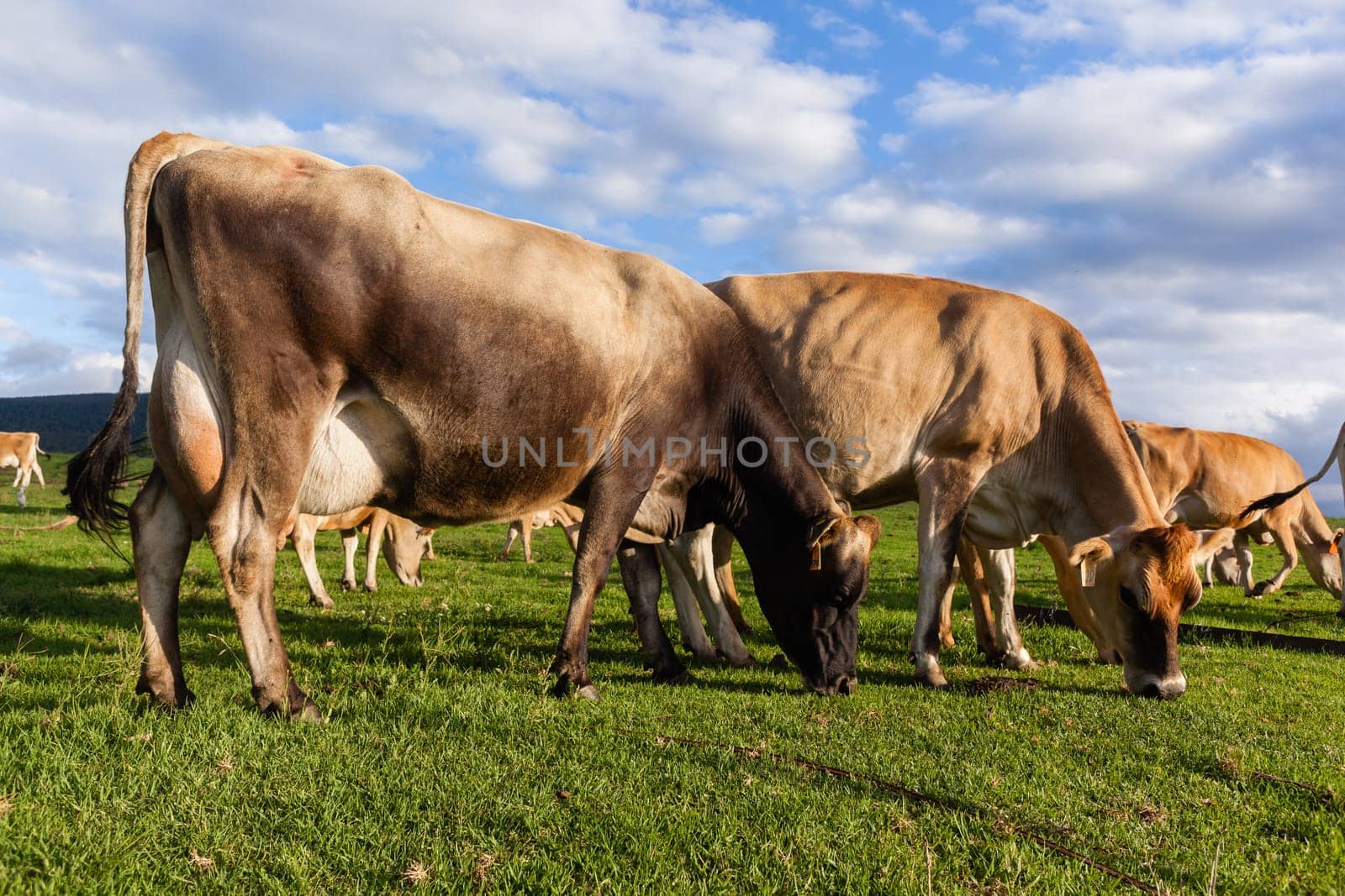Dairy farm jersey cows animals closeup photo in summer grass field mountain landscape