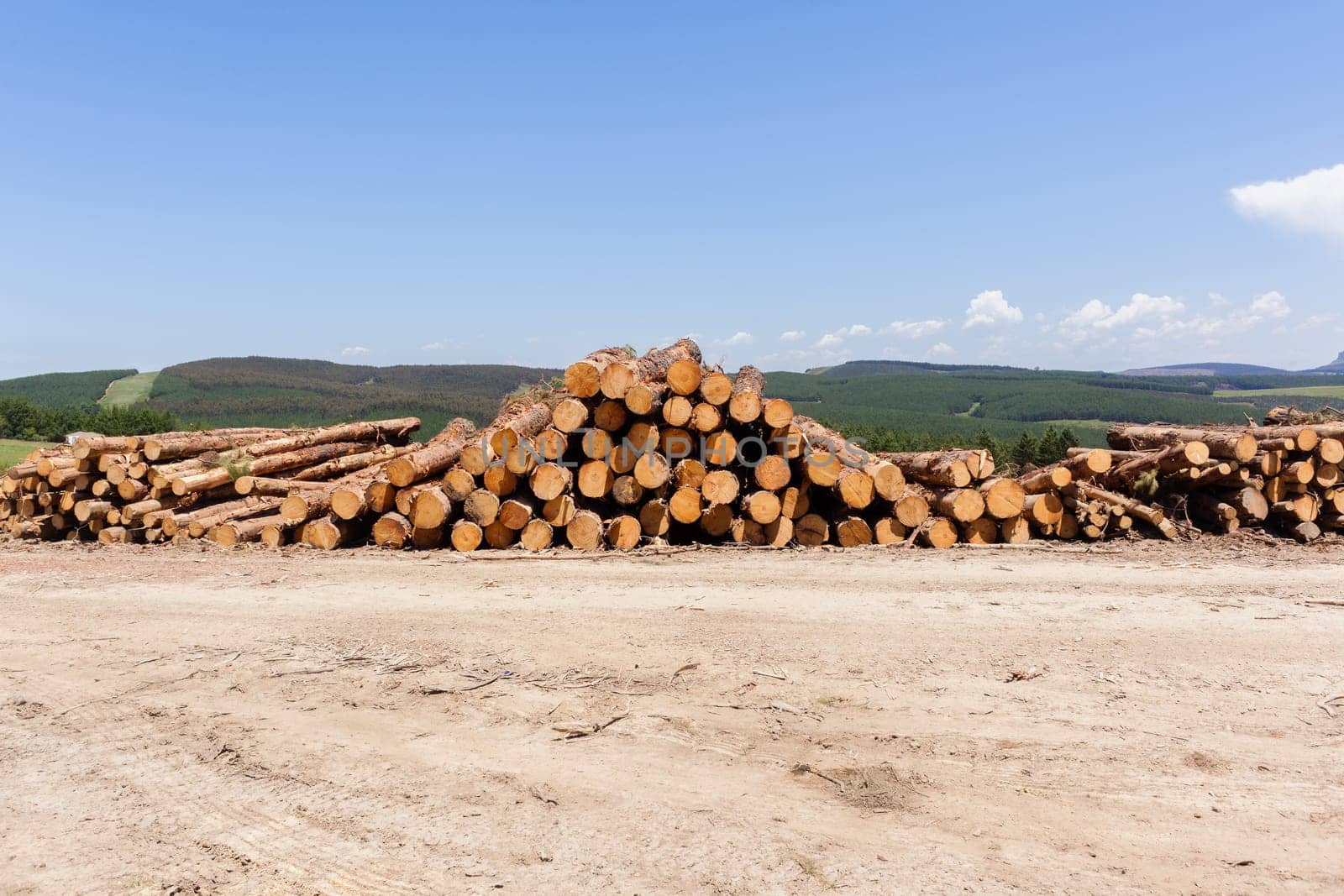 Forest trees cut stacked logs along dirt road rural mountains