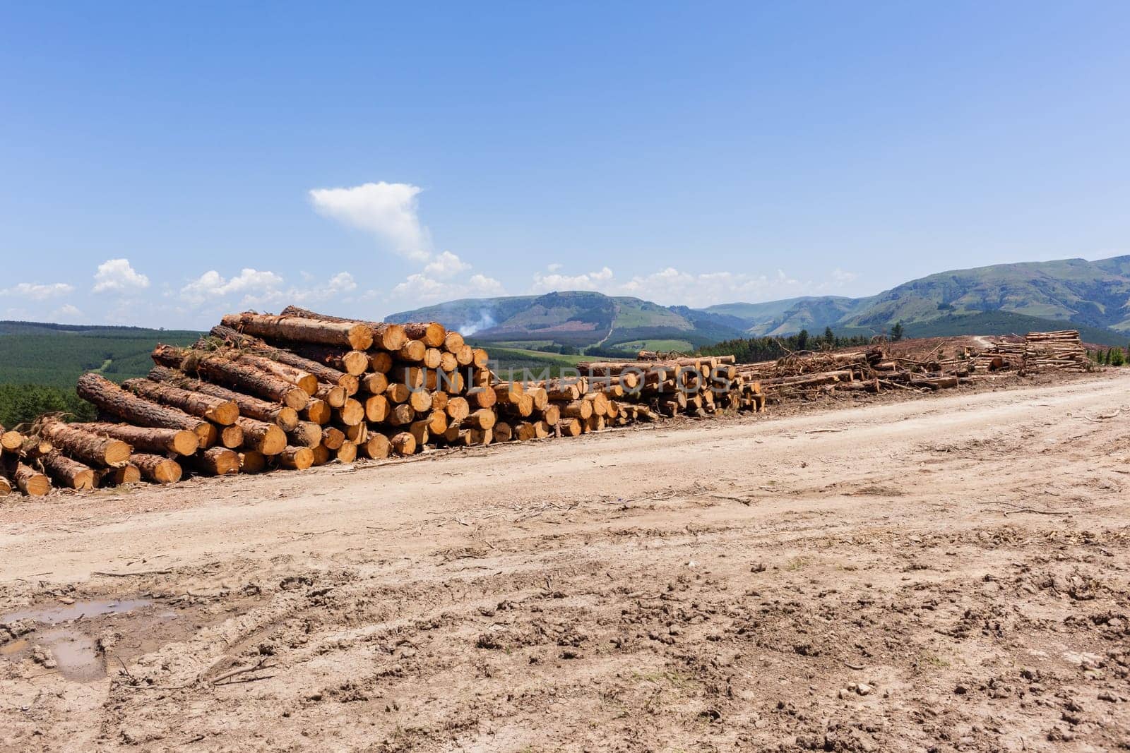 Forest trees cut stacked logs along dirt road rural mountains