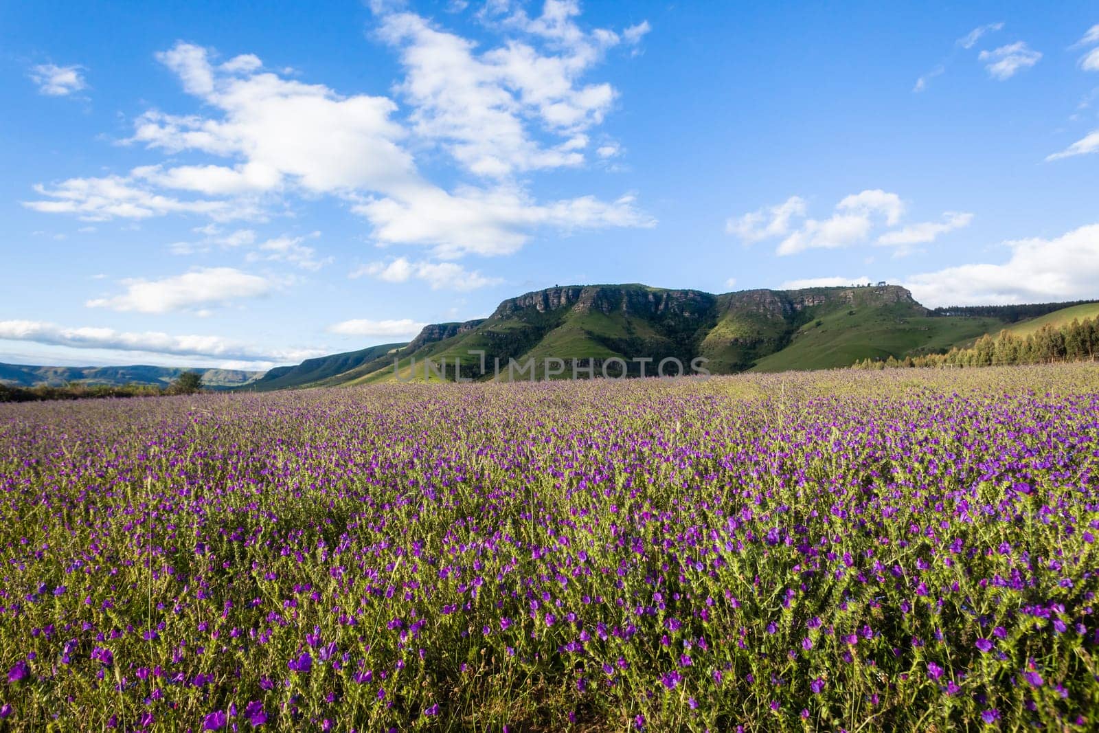 Farming Lavender crops field in scenic summer mountains landscape