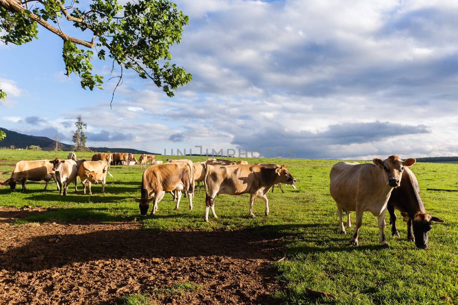 Agriculture Dairy farm jersey cows animals in summer grass field mountain landscape.