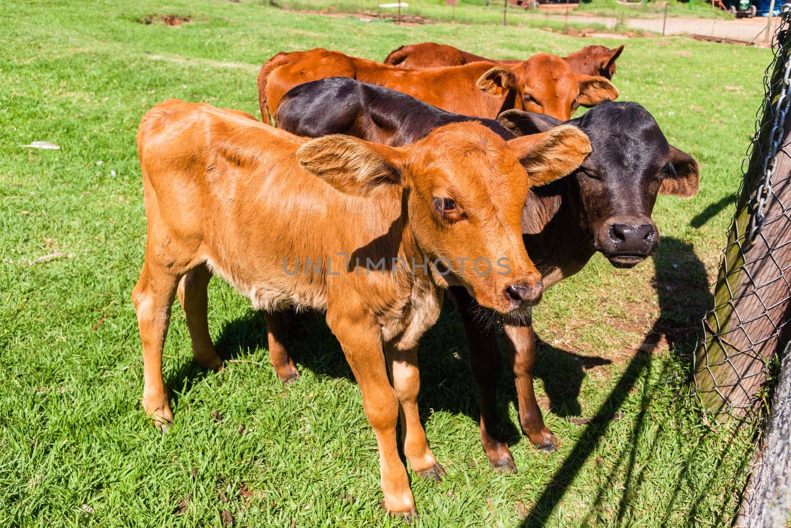 Cattle animals calf new born beef stock animals in safety pen closeup farm summer landscape.