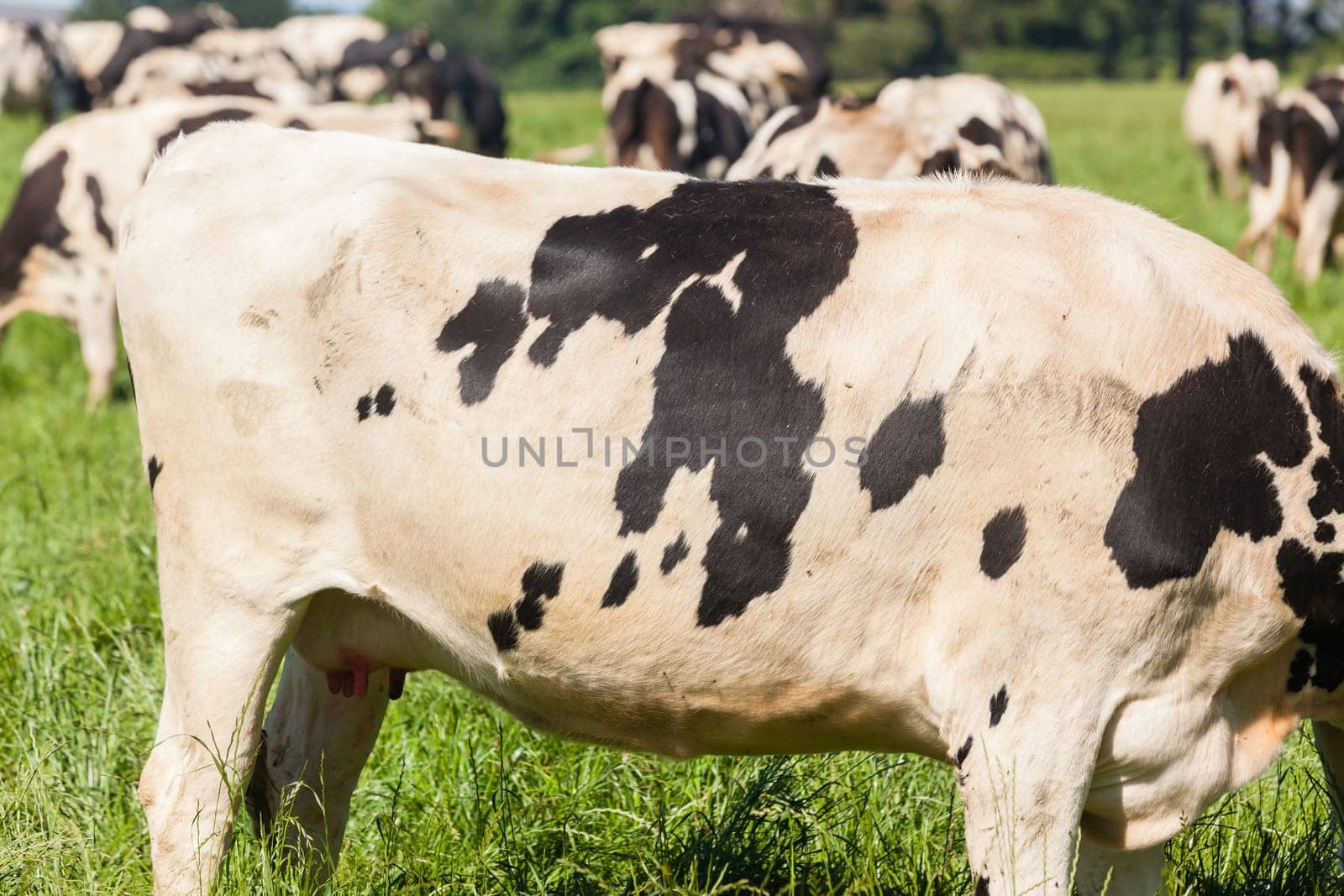 Cattle dairy animals closeup herd farming summer green fields.