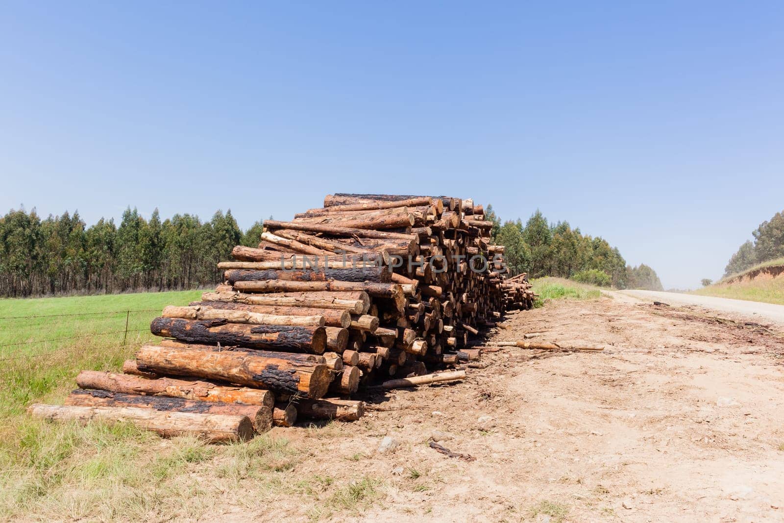 Forest trees cut stacked logs along dirt road rural mountains
