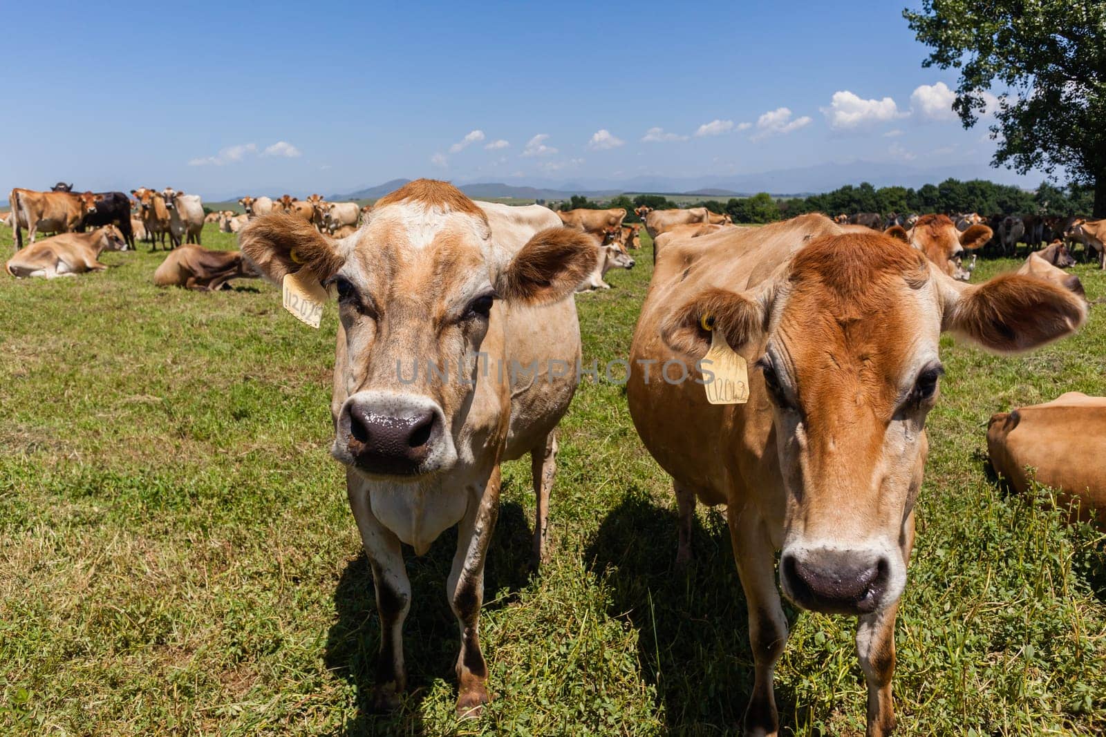 Cattle dairy animals closeup herd farming summer green fields.