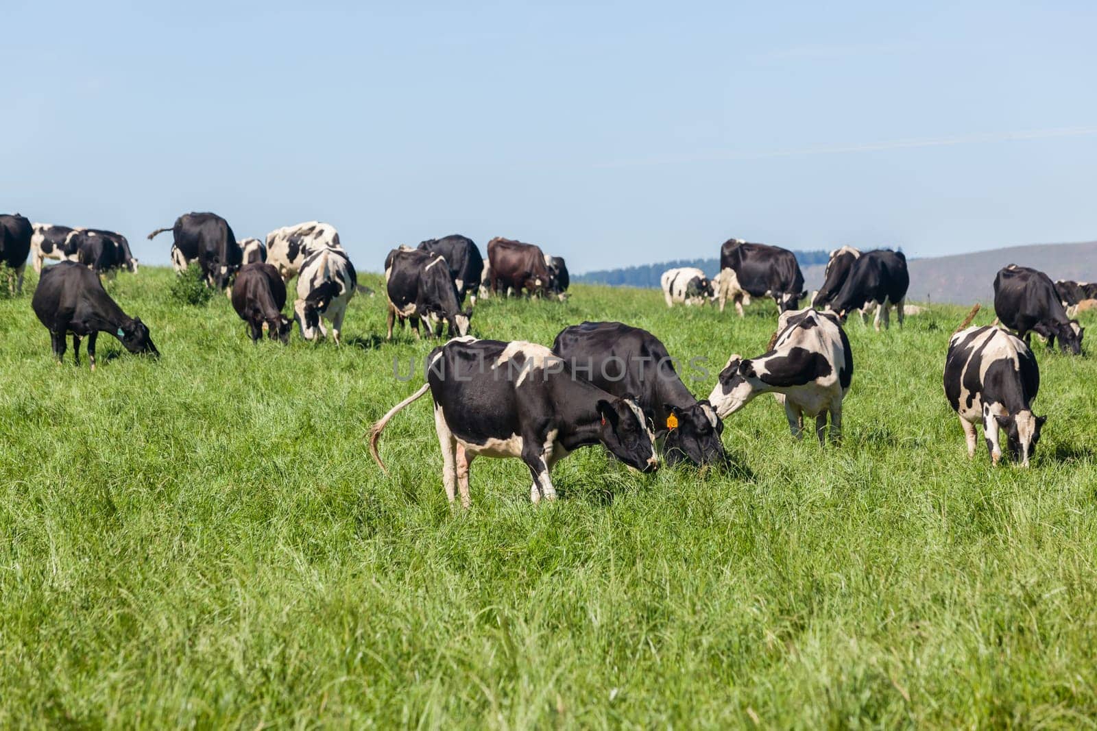 Cattle dairy animals closeup herd farming summer green fields.