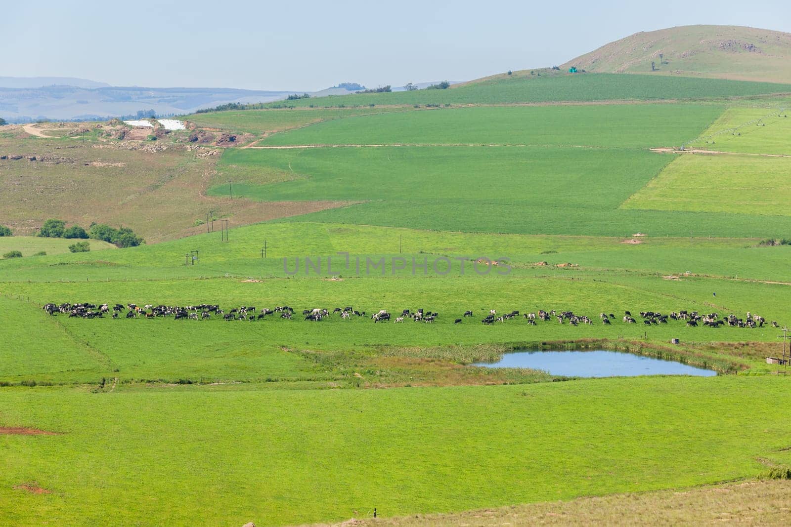 Cattle dairy animals closeup herd farming summer green fields.
