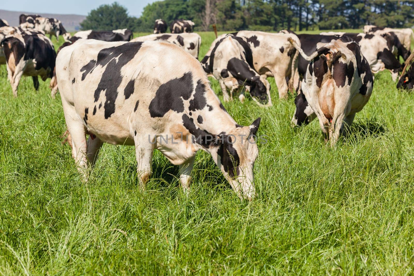 Cattle dairy animals farming summer green fields.