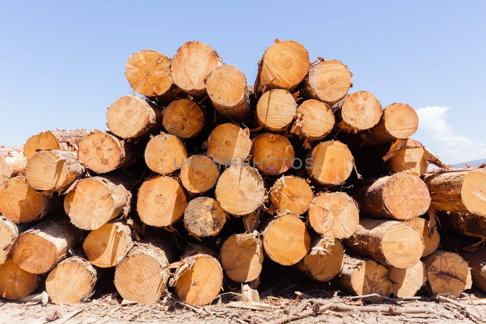 Forest trees cut stacked wood logs along dirt road rural mountains landscape.