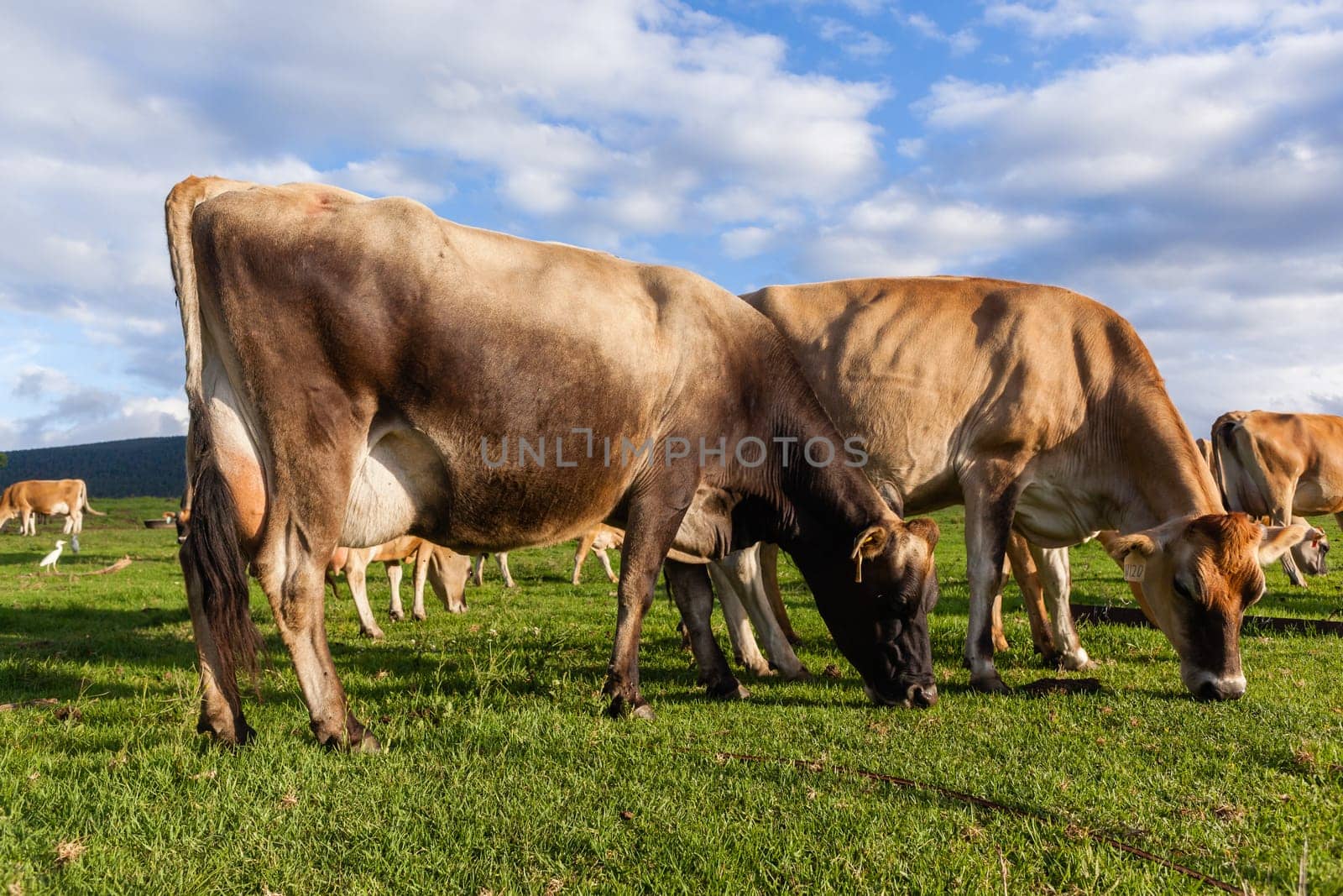 Dairy farm jersey cows animals closeup photo in summer grass field mountain landscape