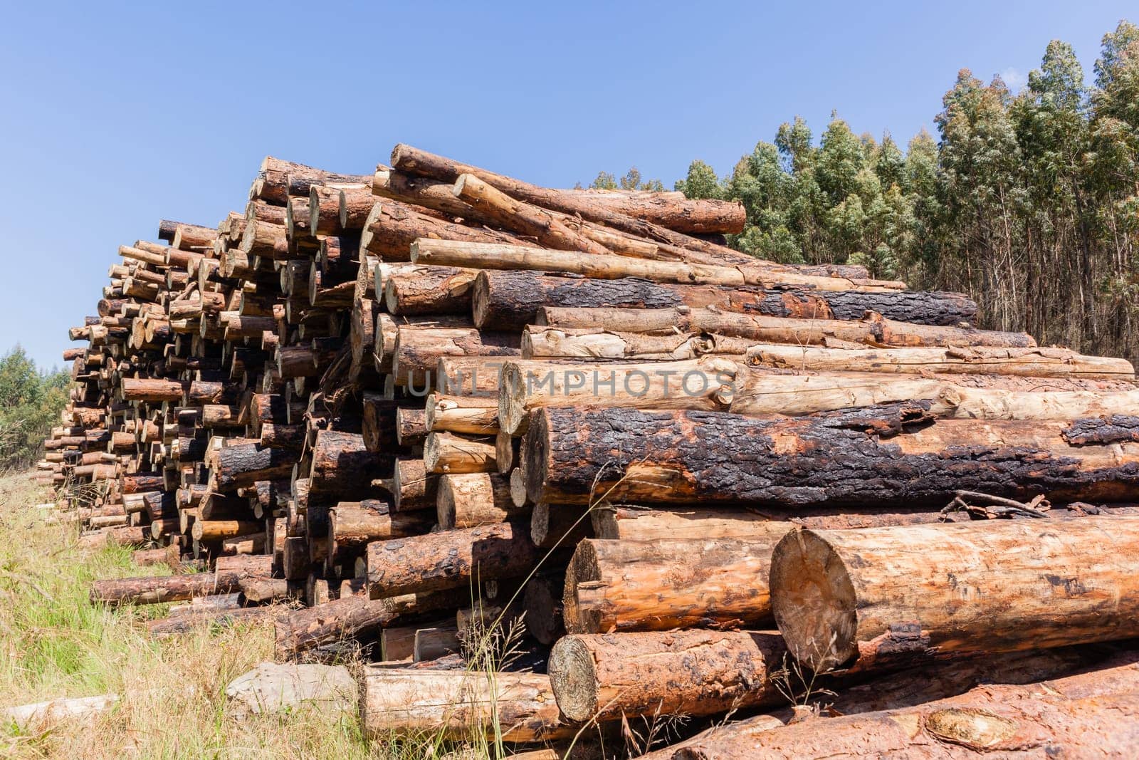 Forest trees cut stacked logs along dirt road rural mountains