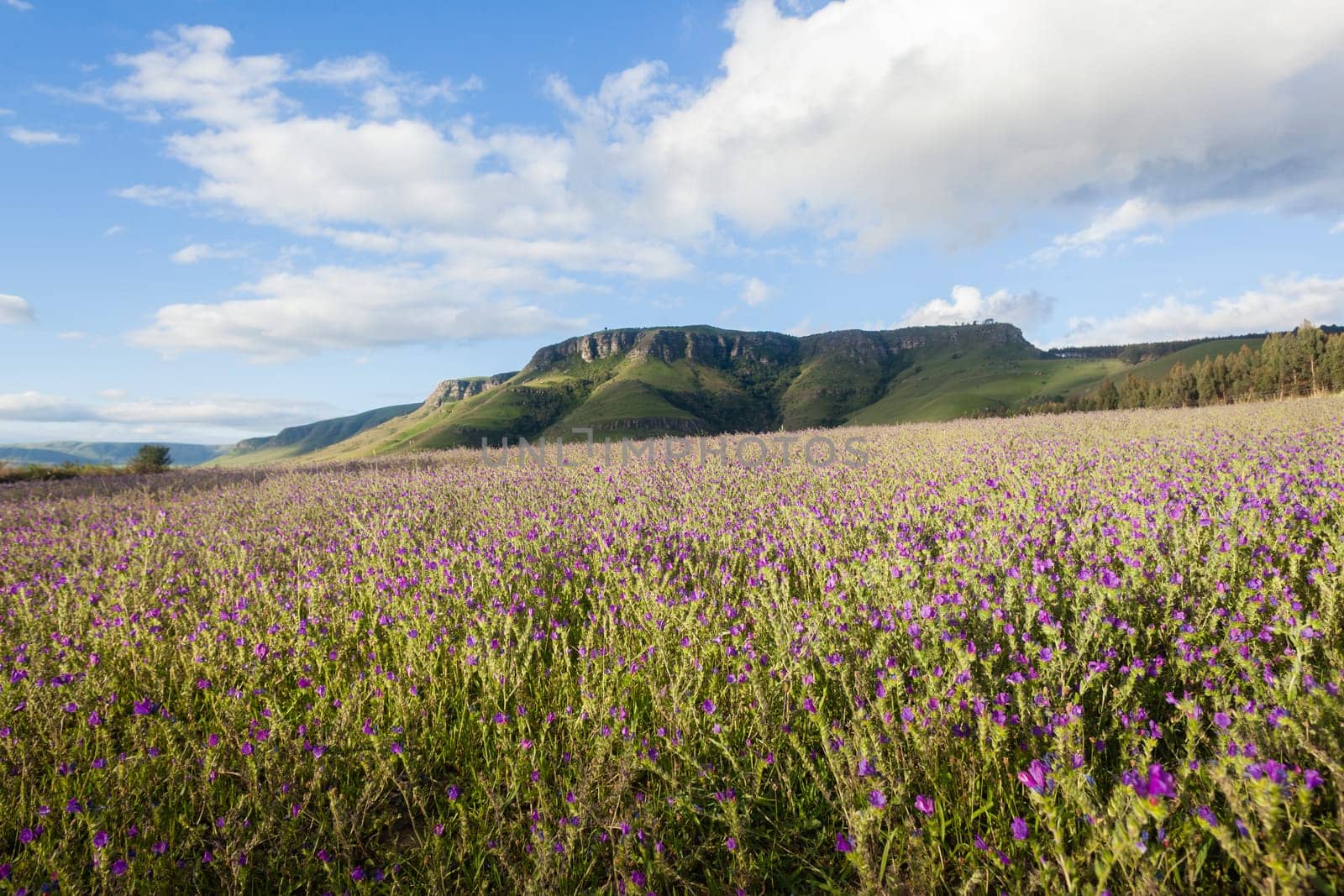 Farming Lavender crops field in scenic summer mountains landscape